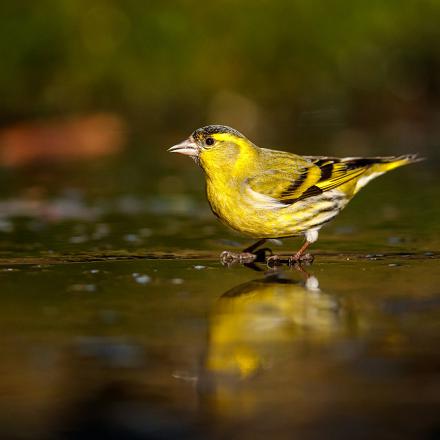 Le tarin des aulnes a un plumage vert-jaune.