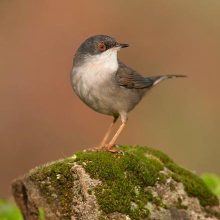 La femelle a la tête grise et son plumage est brun clair.