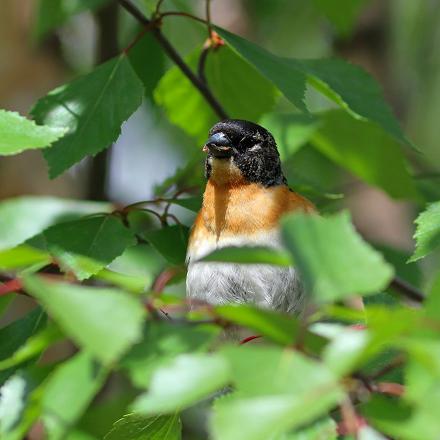 Il niche dans les arbres et arbustes.