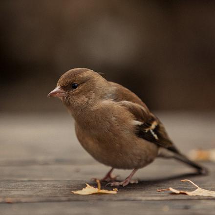 En général, ce sont les femelles qui migrent en automne vers des zones plus chaudes.