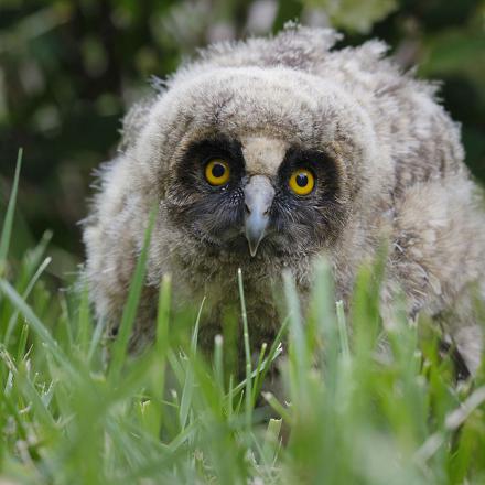 La période de reproduction du hibou moyen-duc s'étend de mars à août.