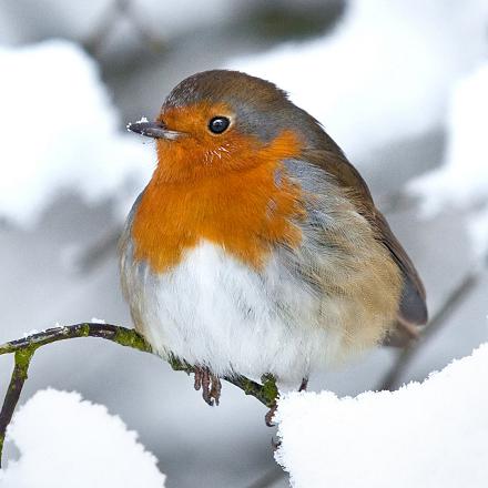 Beaucoup d'hivernants dans nos régions viennent de Scandinavie (notamment les femelles). Ceux qui nous quittent en cas de grand froid, vont vers la Méditerranée.