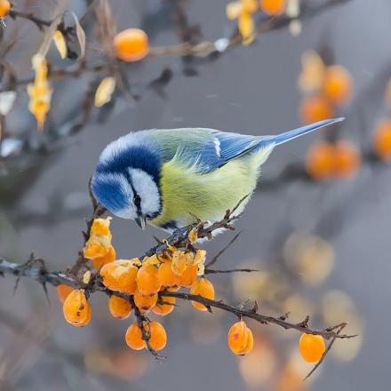 Les ailes et la queue sont dans les teintes  bleu et gris.