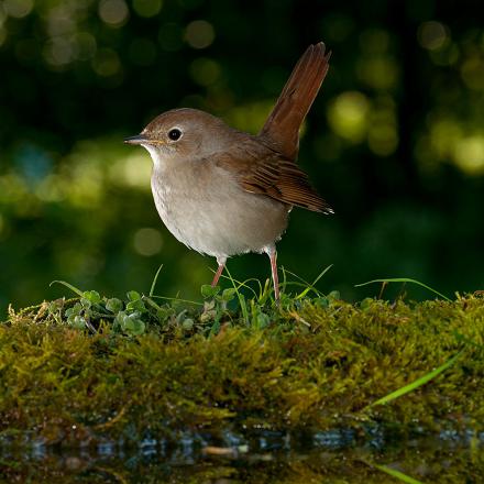 Le rossignol vit en forêt, de préférence près de l'eau.