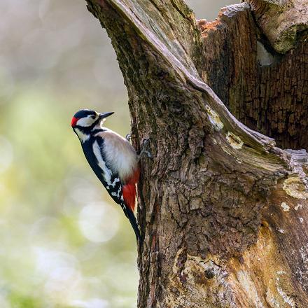 Au jardin, laisser de vieux arbres peut lui permettre  d'y creuser son nid dans le bois mort.