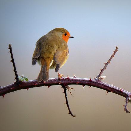 La couronne, le dos, les ailes et la queue du rouge-gorge sont brun avec parfois des nuances grise ou olive.