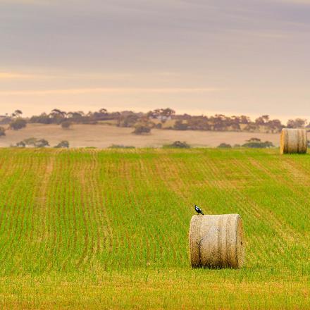 À l'origine la pie bavarde vit plutôt dans les zones agricoles, légèrement boisées.