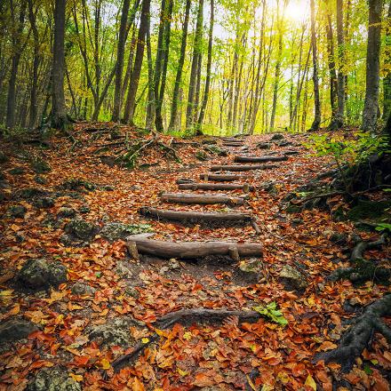 On la retrouve dans les bois de feuillus (arbres qui perdent leurs feuilles en hiver, comme le chêne, le hêtre et le bouleau). 