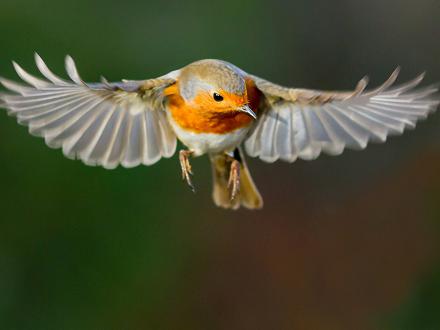 C'est une espèce sédentaire et parfois migratrice de courte distance.