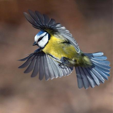 Elle peut aussi choisir de migrer sur une courte distance là où le climat est plus doux, pour trouver plus de nourriture. C’est le cas de la mésange bleue vivant dans les montagnes.