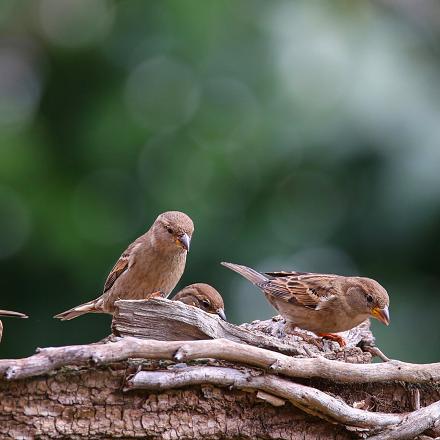 Le moineau domestique est très sociable et vit en groupe bruyant.