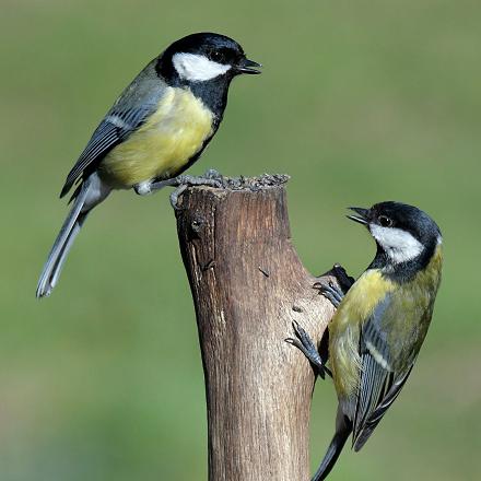 C’est un oiseau sociable qui peut être vu en petits groupes.