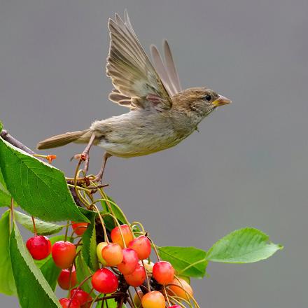 Il a un régime omnivore : il mange de tout (graines, petits animaux, fruits, bourgeons).