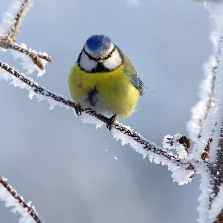 Elle peut être sédentaire. On peut la retrouver toute l’année dans un même environnement parce qu’elle résiste bien à l’hiver.
