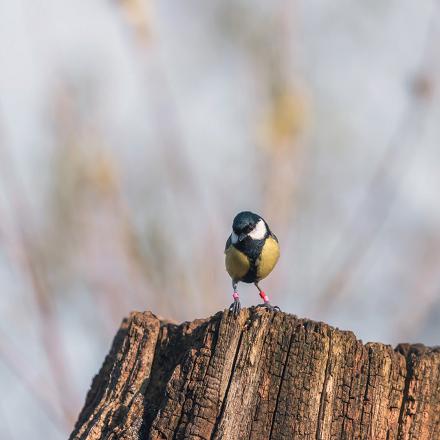 La mésange charbonnière est beaucoup moins douée en acrobatie que les autres mésanges plus petites comme la mésange bleue.