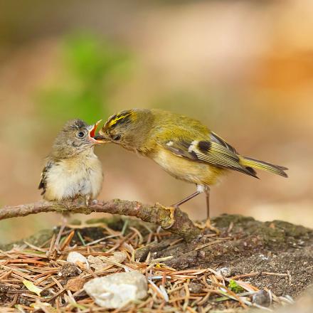 Il donne 2 couvées par an de 7 à 10 œufs beiges avec des   taches brun-clair.