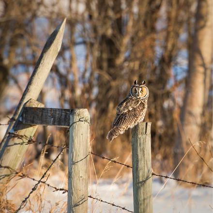 Le hibou moyen-duc vit dans les forêts clairsemées, les étendues arborées et parfois dans les parcs des villes et villages.