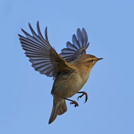 Il est sédentaire ou migrateur de moyenne distance.