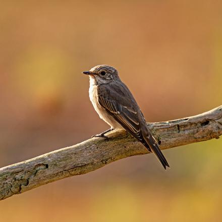 Le gobe-mouche gris est un migrateur de longue distance. En septembre, il migre vers l'Afrique, au sud du Sahara, pour trouver des insectes.