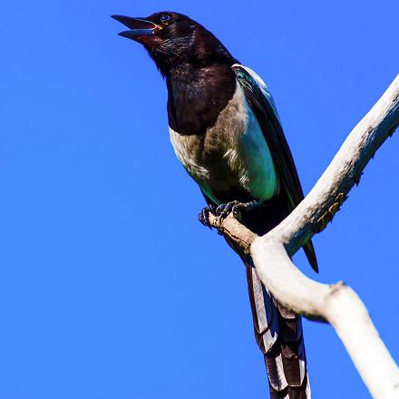 La pie bavarde émet surtout des sonorités rauques et nasales : on dit qu'elle jacasse ! 