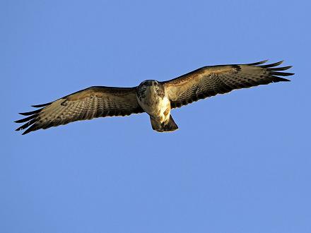 La buse variable émet en plein vol une sorte de miaulement. 