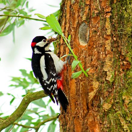 Il niche dans les trous d'arbres qu'il a creusé lui-même.