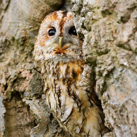 souvent, un parfait camouflage !