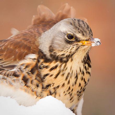 Elle ne viendra qu'en hiver jusqu'à l'ouest de la France.