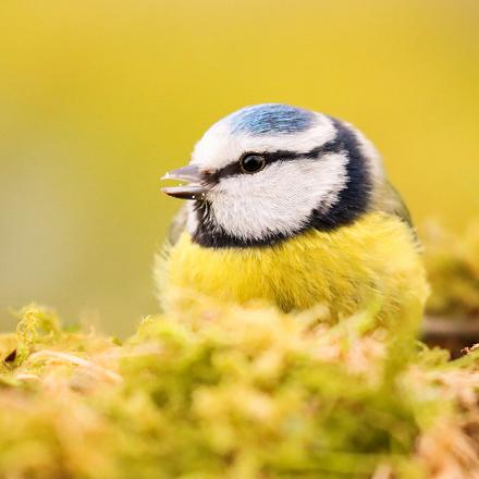 La mésange bleue produit par exemple un cri d'alarme 