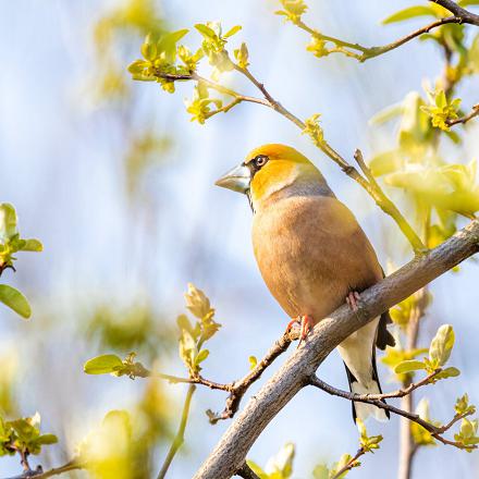 Au printemps, quand les graines viennent à manquer, il se nourrit aussi de chenilles et d'insectes.