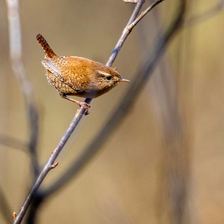 Il est légèrement plus petit que la mésange bleue.