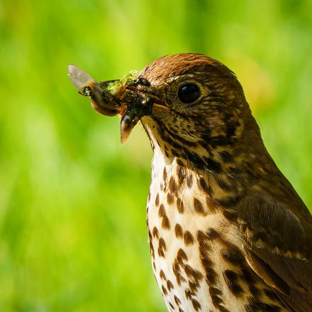 La grive musicienne mange des insectes et escargots en fouillant le sol.