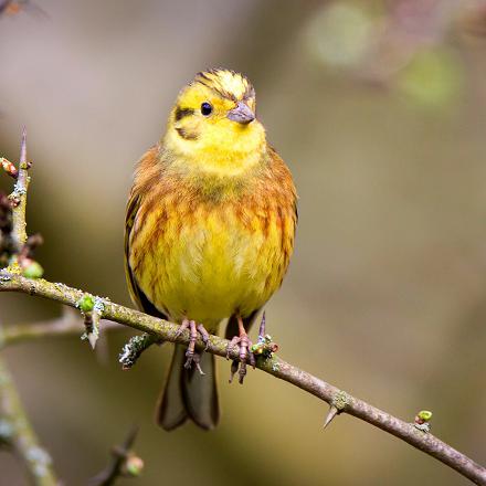 Le dessous est jaune rayé de brun.