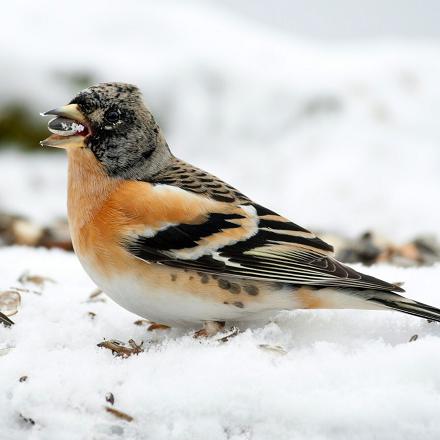 Pour récupérer les graines sous la neige, il secoue la neige avec ses ailes pour dégager le sol.