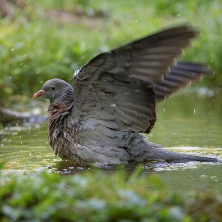 Le juvénile est beaucoup plus terne : son plumage est gris-brun clair, sans   tache blanche ou vert brillant sur la nuque, les yeux et le bec tendent vers le gris.