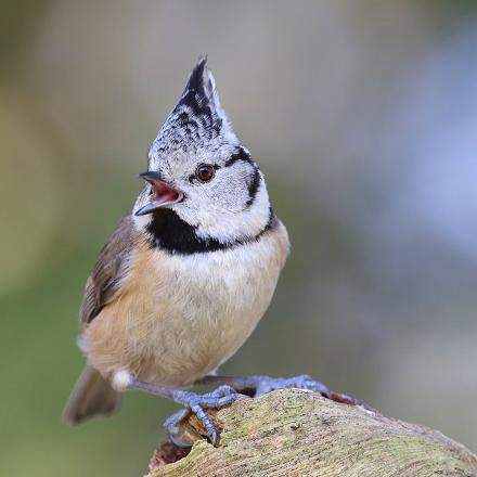 Écoutez la mésange huppée 