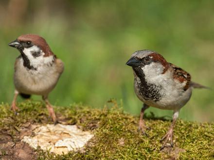 Il est à peine plus petit que le moineau domestique.