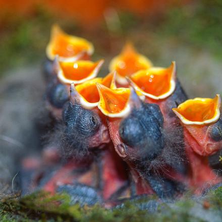 Le nid d’un oiseau n’est pas sa “maison”. Il n’est utile qu’en période de reproduction. 