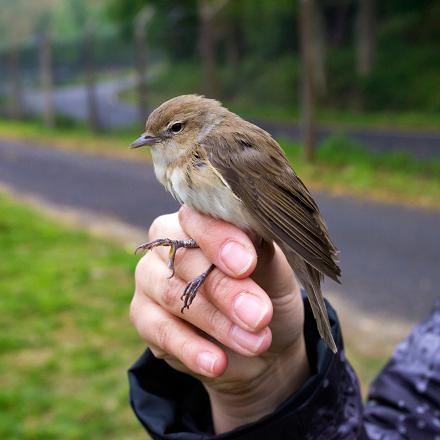 La fauvette des jardins a un plumage gris-brun avec le dessus plus sombre et le dessous plus clair. 