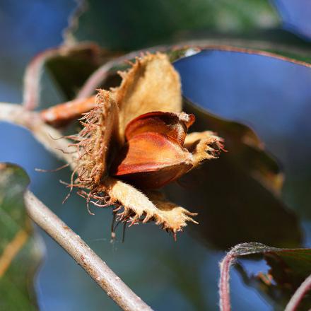 L'hiver, il migre dans nos régions pour profiter des faines de hêtres (fruit du hêtre)