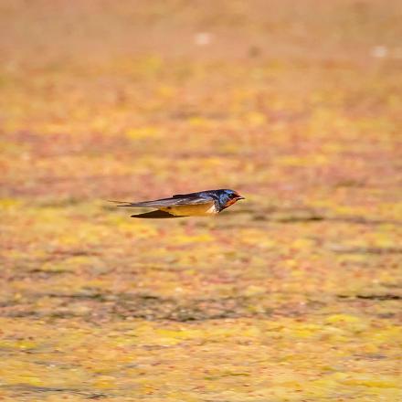 La vitesse de vol d'une hirondelle est de 60 km/h mais en chasse, elle peut atteindre les 100km/h !