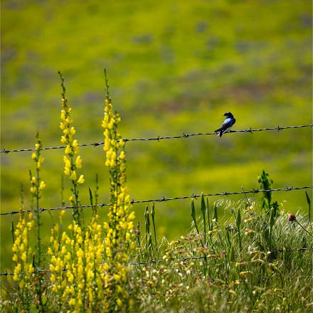 Au printemps, elles reviennent nicher en Europe.