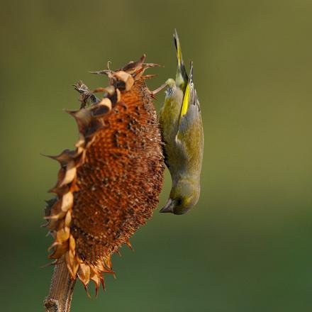 Le verdier d'Europe mange des graines, des baies, jeunes feuilles, fleurs et boutons et rarement d'insectes et de larves.