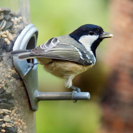 Elle peut fréquenter les mangeoires qui sont à proximité de conifères.