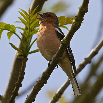 On reconnaît le chant du pinson des arbres à une série de notes descendantes terminée par une brusque remontée, la 