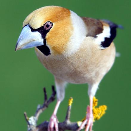 Le grosbec casse-noyaux a la tête rousse, un masque noir, la nuque grise et un gros bec.