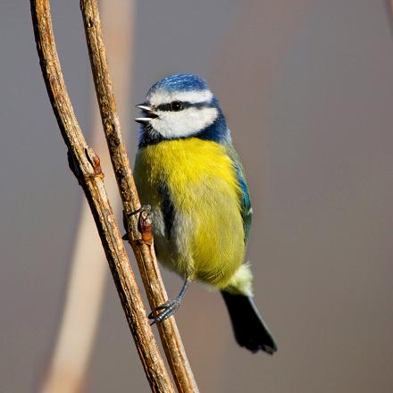 Les oiseaux chantent mais produisent aussi des cris pour communiquer.