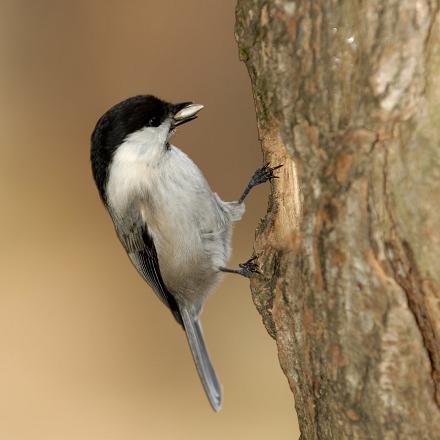 En hiver, elle fait ses réserves de nourriture cachée.