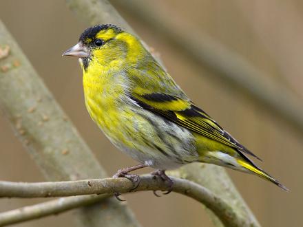 Les ailes sont noires avec une bande alaire jaune.