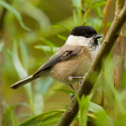 Petite analyse du chant des mâles au printemps ...